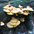 Laetiporus sulphureus 'Sulfur Shelf'